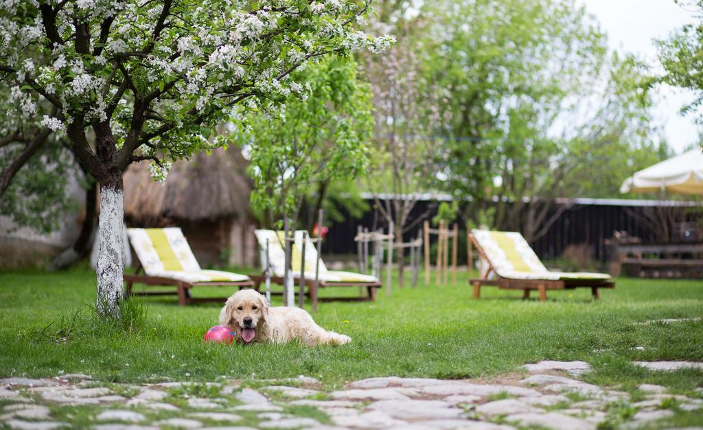 Casa Mosului - Transfagarasan Bed & Breakfast Cîrţişoara المظهر الخارجي الصورة