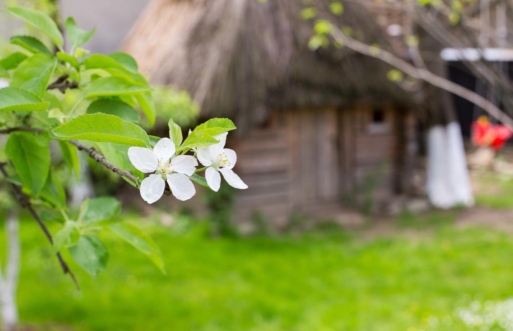 Casa Mosului - Transfagarasan Bed & Breakfast Cîrţişoara المظهر الخارجي الصورة